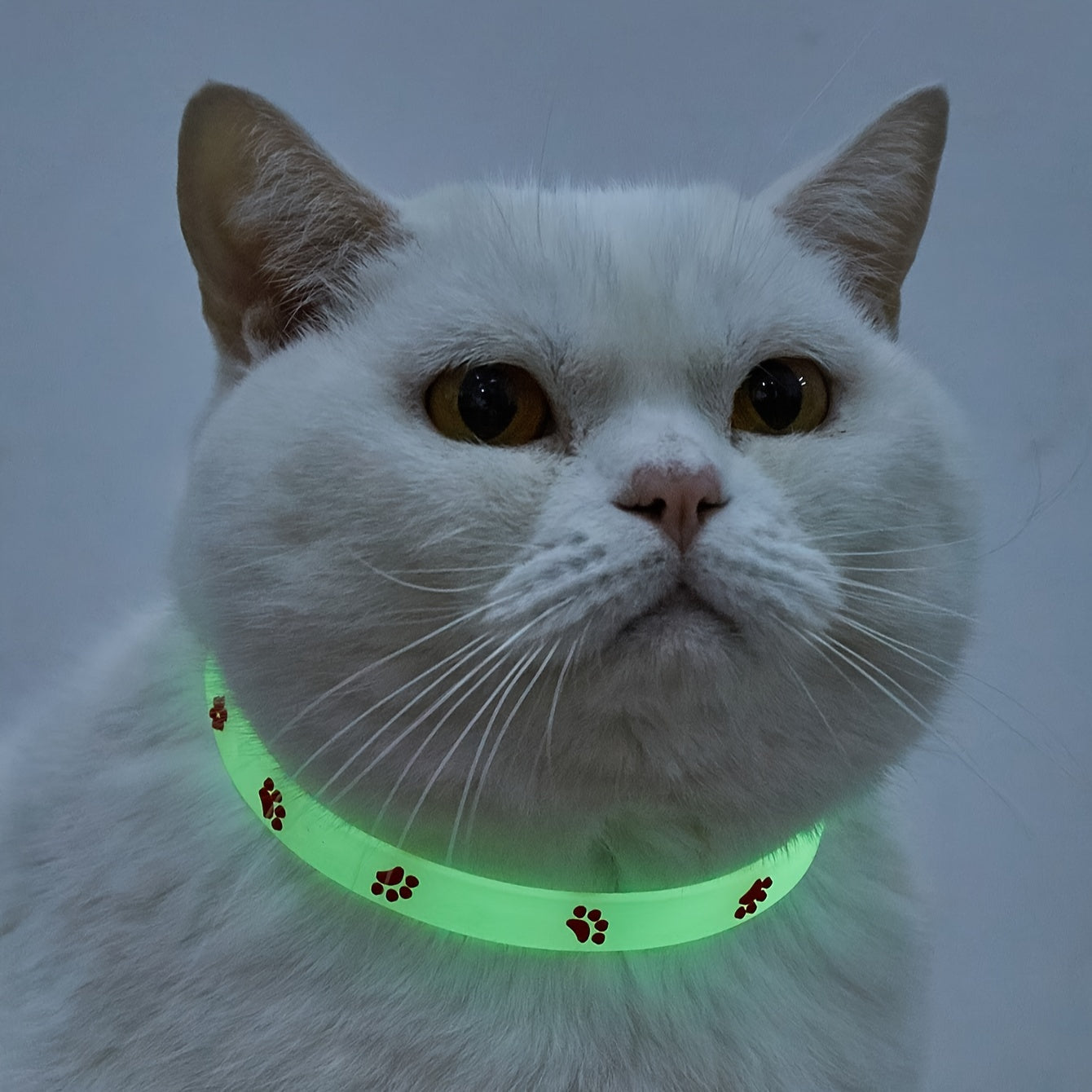 neon kedi tasması